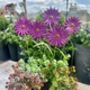 Aster Garden Sculpture Stakes Set Of Five, thumbnail 4 of 4