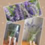 Grow Your Own Lavender Gift Set, thumbnail 1 of 5