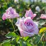 Climbing Rose Blue Moon One Plant In Five Litre Pot, thumbnail 3 of 5