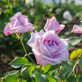 Climbing Rose Blue Moon One Plant In Five Litre Pot, 3 of 5