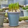 Lace Plant Pot And Saucer, thumbnail 3 of 5