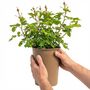Yellow Patio Bush Rose – Hardy Summer Flowering Shrub, thumbnail 4 of 6