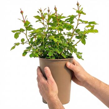 Yellow Patio Bush Rose – Hardy Summer Flowering Shrub, 4 of 6