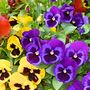 Pansy 'Delta Mix' 20 X Plant Pack, thumbnail 2 of 5