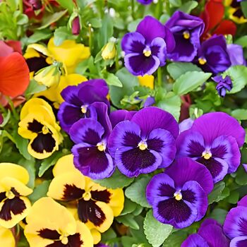 Pansy 'Delta Mix' 20 X Plant Pack, 2 of 5