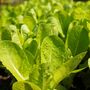 Lettuce 'Cut And Come Again' Six X Plug Plant Pack, thumbnail 2 of 6