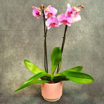 Moth Orchid Houseplant Twin Spiked Phalaenopsis Plant, 5 of 7