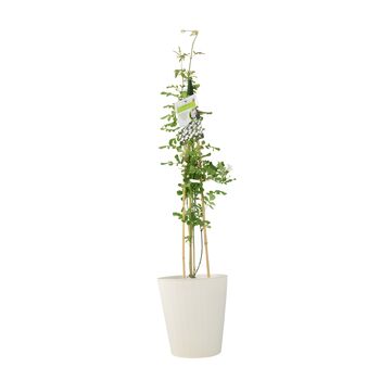 Fragrant Jasminum Officinale – Climbing Jasmine 3 L Pot, 4 of 5