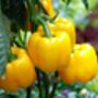 Vegetable Mixed Selection Six X 9cm Pots, thumbnail 2 of 5