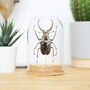 Stag Beetle Bell Jar, thumbnail 1 of 4