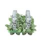 Cineraria Silver Dust 6 Pack Garden Border Plants, thumbnail 3 of 3