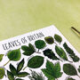 Leaves Of Britain Illustrated Postcard, thumbnail 8 of 9
