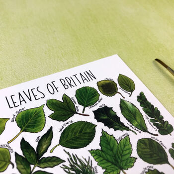 Leaves Of Britain Illustrated Postcard, 8 of 9