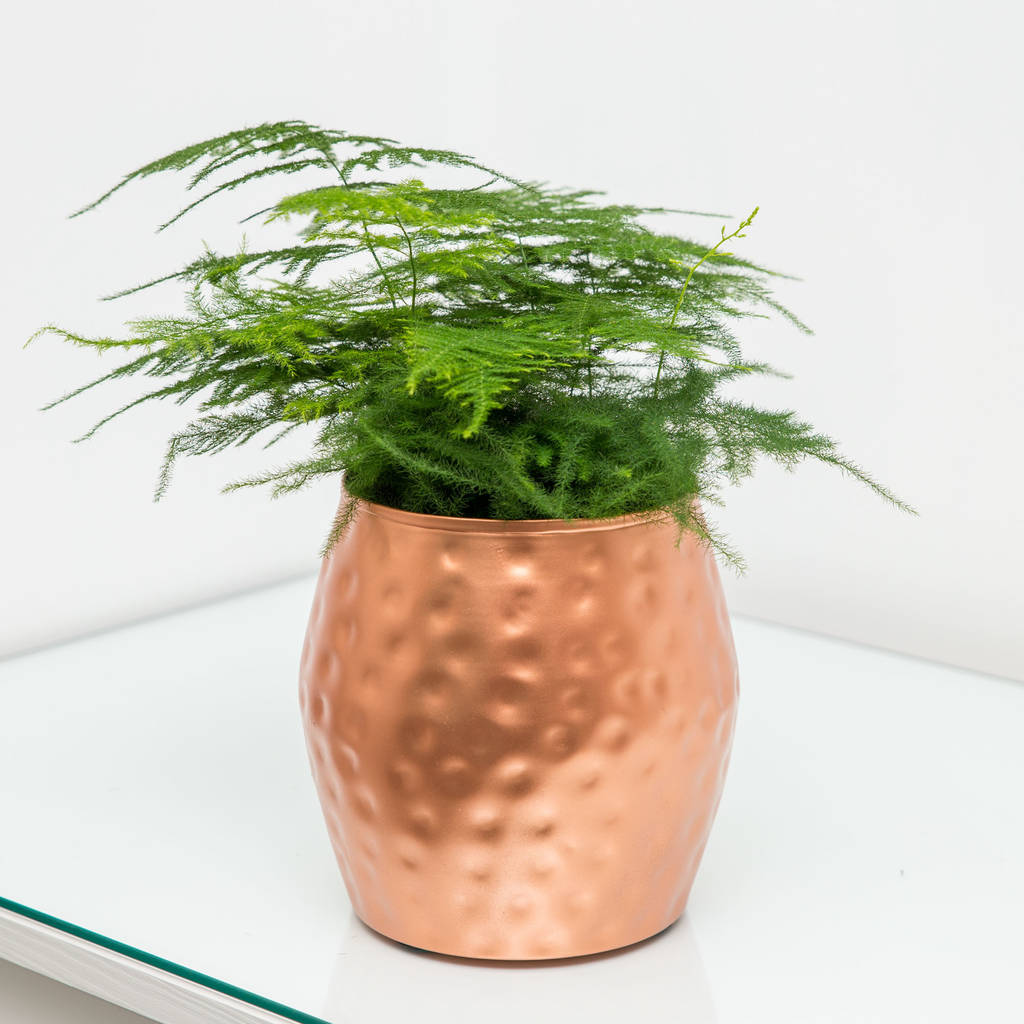 dimpled copper planter plant pot by stupid egg interiors  notonthehighstreet.com
