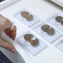 Cleoniceras Ammonite Fossil Pair, thumbnail 1 of 10