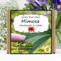 Gardening Gift. Mimosa Growing Kit, thumbnail 1 of 7