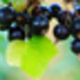 Blackcurrant Plants, 'Ben Sarek', thumbnail 9 of 12