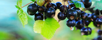 Blackcurrant Plants, 'Ben Sarek', 9 of 12