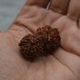 Nepali Gauri Shankar Rudraksha Beads, thumbnail 4 of 9