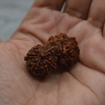 Nepali Gauri Shankar Rudraksha Beads, 4 of 9