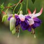 Perennial Fuchsia Delta Sarah One Plant In One L Pot, thumbnail 2 of 5