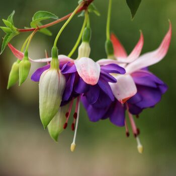 Perennial Fuchsia Delta Sarah One Plant In One L Pot, 2 of 5