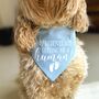 Pregnancy Announcement Dog Bandana Black/White, thumbnail 5 of 8