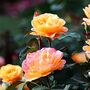King Charles Iii Coronation Rose Hybrid Tea 'Peace', thumbnail 4 of 6
