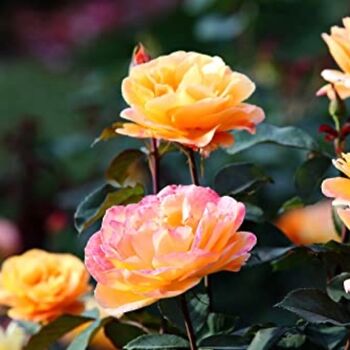 King Charles Iii Coronation Rose Hybrid Tea 'Peace', 4 of 6
