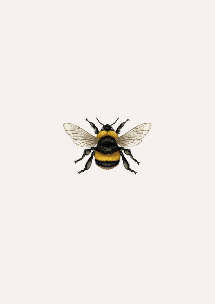 'British Bumble Bee' Fine Art Print By EC Studio