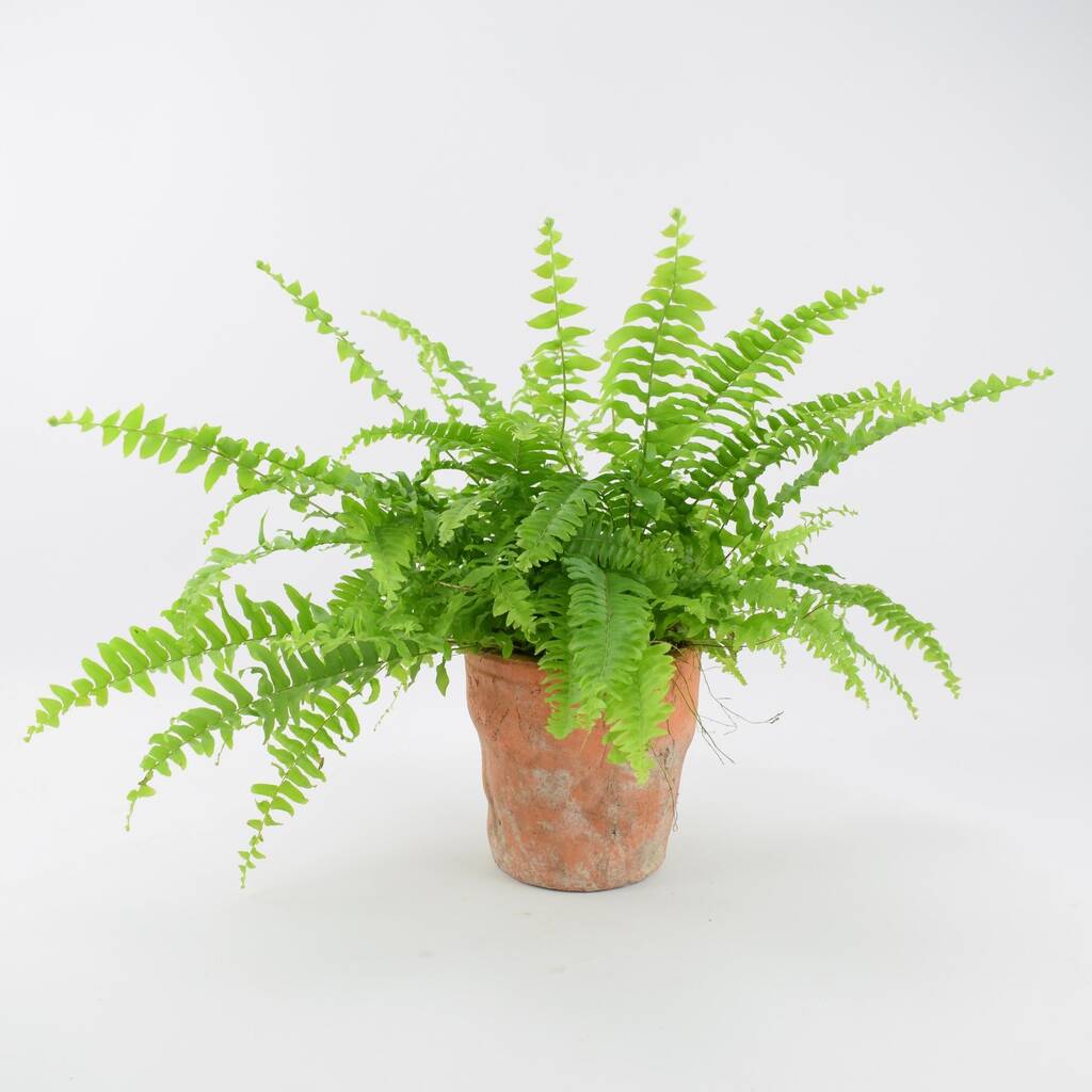 Boston Fern In Terracotta Pot By Plants By Post