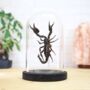 Giant Forest Scorpion Insect Bug Entomology Taxidermy Bell Jar, thumbnail 1 of 4