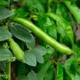 Seeds Broad Beans 'Imperial Long Pod' 12 X Seed Pack, thumbnail 7 of 9