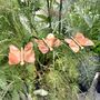 Three Copper Butterflies Garden Stakes, thumbnail 6 of 9