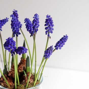 Plant Your Own Spring Muscari Bulb, 4 of 12