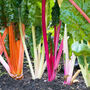 Ultimate Vegetable Patch Gift Set, thumbnail 4 of 10