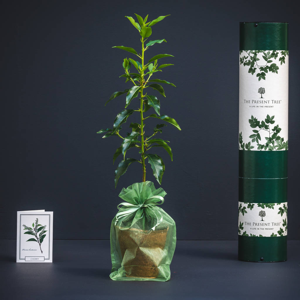 flowering cherry tree gift by the present tree