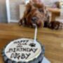 Personalised Blue 'Pawty' Cake For Dogs, thumbnail 2 of 2