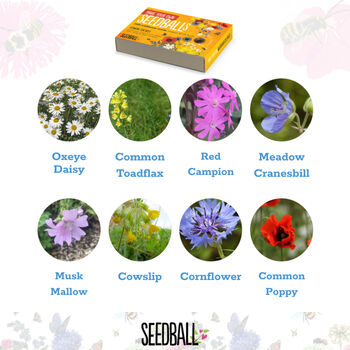 Seed Ball Making Activity Kit With Bee Friendly Wildflower Seeds, 9 of 12