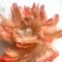 Large Silk Poppy Brooch, thumbnail 7 of 12