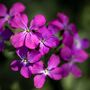 Honesty Plants, Wildflowers, Three X Plants In 9cm Pots, thumbnail 5 of 5