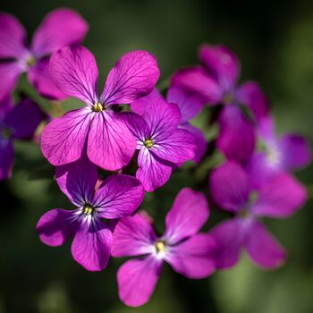 Honesty Plants, Wildflowers, Three X Plants In 9cm Pots, 5 of 5