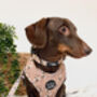 Honey Bumble Bee Dog Collar, thumbnail 4 of 6