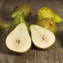 Pear 'Conference' Fruit Trees One X 10 L Pot, thumbnail 1 of 5