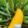 Courgette Seeds In As Seedtube, thumbnail 7 of 7