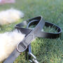 Personalised Brown Or Black Leather Dog Name Collar, thumbnail 12 of 12
