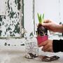 Grow Me: Gift Box Of Scented Hyacinth Bulb And Vase, thumbnail 4 of 6