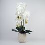 60cm Artificial Orchid With Ceramic Planter, thumbnail 1 of 4
