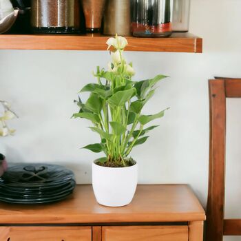 White Anthurium Plant Elegant Flamingo Flower Houseplant, 6 of 7