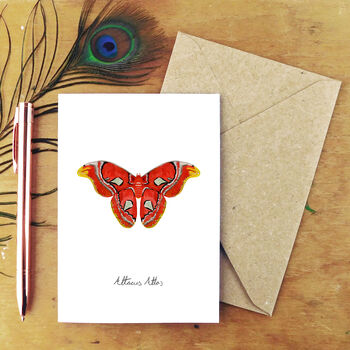 Insect Specimens Notecard Pack, 3 of 6
